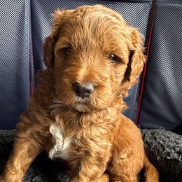 Janet - Red  female Goldendoodle puppy in Henrico, Virginia from Paws 4 Doodles, LLC