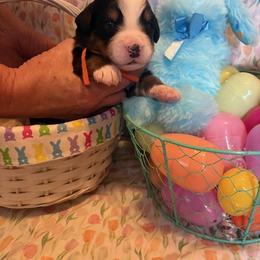 Boy 2 Orange - Black rust and white male Bernese Mountain Dog puppy in Pittston, Pa, Pennsylvania from Emma-Mada's Old Thyme Berners