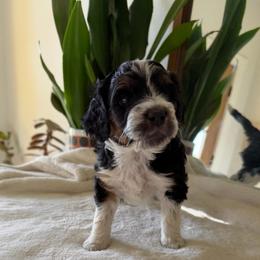 Pink Girl - Tri-color female Bernedoodle puppy in Fort Gibson, Oklahoma from Waggle Doodles