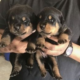 Rottweiler Puppies from Vom Haus Curbeam Rottweiler Kennel, LLC