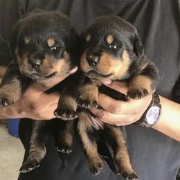 Rottweiler Puppies from Vom Haus Curbeam Rottweiler Kennel, LLC