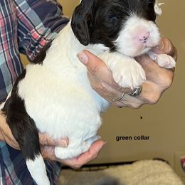 Green collar boy - Chocolate male Australian Labradoodle puppy in Fairfield, California from Twin Sisters Doodles