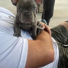 Chewy - Brindle male French Bulldog puppy in Metairie, Louisiana from Surcouf Frenchie’s
