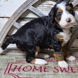 Sklyer - Tri-color female Bernedoodle puppy in Austin, Texas from Austin Doodles & Poodles