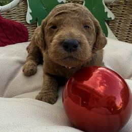Red - Red  male Goldendoodle puppy in Clermont, Florida from Da Ruba Doodles