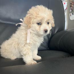 Girl 1 - Cream female Double Doodle puppy in Junction, Utah from Sugar Doodles