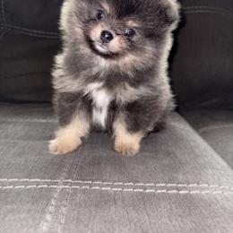 Chase - Blue and tan male Pomeranian puppy in Okmulgee, Oklahoma from 918 Pomeranians