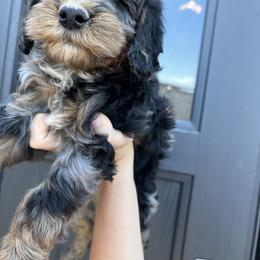 Bernedoodle Puppies from Over the Moon Poodles and Doodles