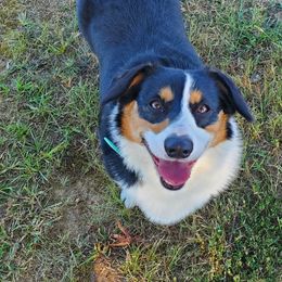 Annie - Black and tan female Pembroke Welsh Corgi puppy in Centre, Alabama from Walker's AKC Corgis
