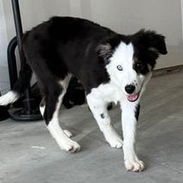Border Collie Puppies from Bond Border Collies