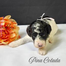 Pina Colada - Black and white female Cockapoo puppy in Mancelona, Michigan from Lavender poodles & doodles
