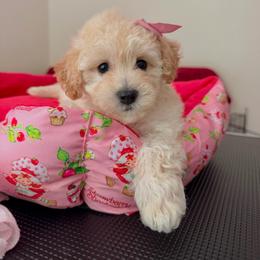 Diana - Parti female Maltipoo puppy in Charles City, Virginia from Historic triangle doodles Charles City, Virginia