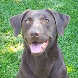 Josie - Labrador Retriever