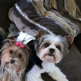 Olde English Bulldogges and Yorkshire Terriers from Rubiez Yorkiez
