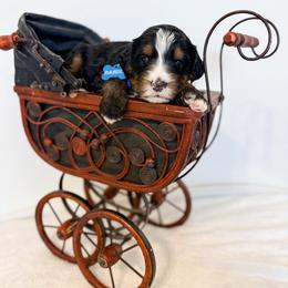 Bandit - Tri-color male Bernedoodle puppy in West Haven, Utah from Split Mountain Doodles