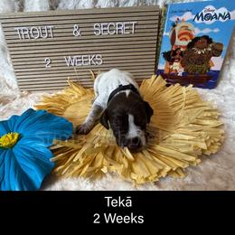 Teka - Liver roan male German Shorthaired Pointer puppy in Marshfield, Missouri from Pebblebrook German Shorthaired Pointers