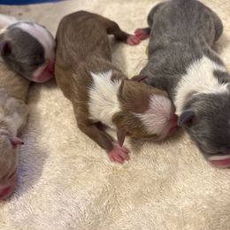 Red Female - Red female Boston Terrier puppy in Mc Donough, Georgia from Ballard Boston Terriers