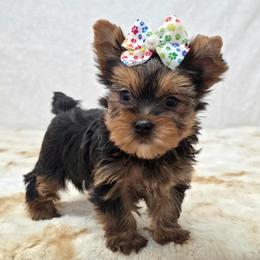 Sophie - Blue and gold female Yorkshire Terrier puppy in Monticello, Iowa from Ashley’s Puppies