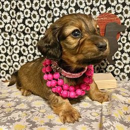 Dachshunds from NLKW Dachshunds