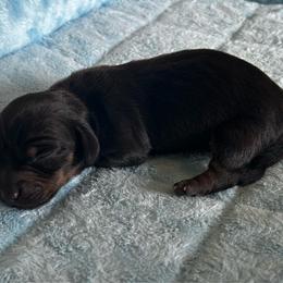 Blk and Tan Boy - Black and tan male Dachshund puppy in Giddings, Texas from Big Dream Acres