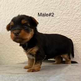 Male 2 - Black and gold male Yorkshire Terrier puppy in Killeen, Texas from Grand 7 Kennelz