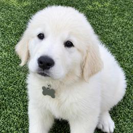 Kingston grey boy - Light golden male Golden Retriever puppy in Fresno, California from Warwick’s Central California Goldens