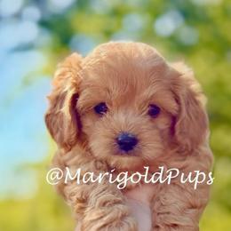 Preston - Red male Cavapoo puppy in Liberty, Missouri from Marigold Pups