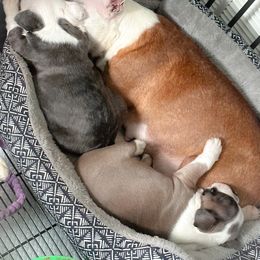 Boston Terrier Puppies from Buster’s Boston Babes