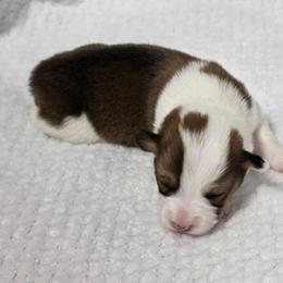 MAGGIE - Sable female Pembroke Welsh Corgi puppy in Walker, Iowa from Double K Corgis