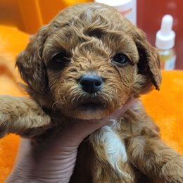 Red Collar - Red female Cavapoo puppy in Gresham, Oregon from Paisley Cavapoos