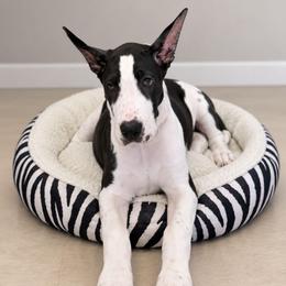 Calypso - Mantle female Great Dane puppy in Brooksville, Florida from Follow My Lead Great Danes