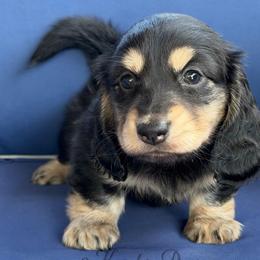 Rogue - Black and cream male Dachshund puppy in New Braunfels, Texas from 2 Knights Doxies