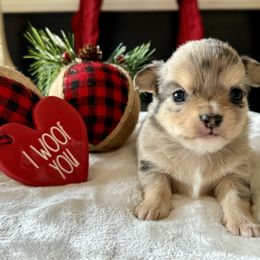 Chihuahua Puppies from Sunset Eves Chihuahuas