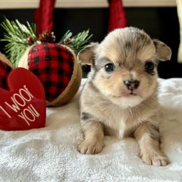Chihuahua Puppies from Sunset Eves Chihuahuas