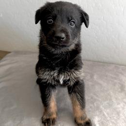 Purple - Bi-color female German Shepherd puppy in Buckeue, Arizona from Légende Vivante Du Chief Kennel