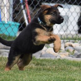 German Shepherd Puppies from Carner German Shepherds