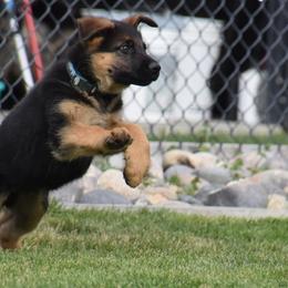 German Shepherd Puppies from Carner German Shepherds