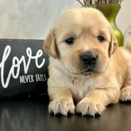 Maverick - Light golden male Golden Retriever puppy in Doniphan, Missouri from Stockford’s Golden Retrievers