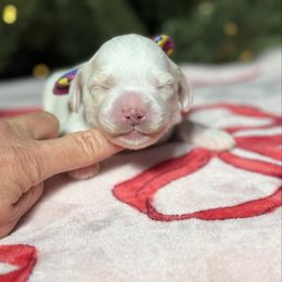 Orange - Caramel male Australian Labradoodle puppy in Calhoun, Louisiana from Arrowhead Australian Labradoodles
