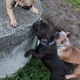 French Bulldogs from Moo's Homestead
