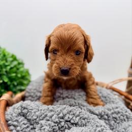 Tan Girl - Red  female Goldendoodle puppy in Philadelphia, Mississippi from Oakie Doodles