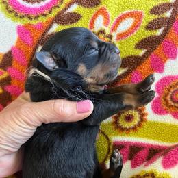 Lightening - Black and mahogany male Rottweiler puppy in Crothersville, Indiana from The Solid Rock Kennel