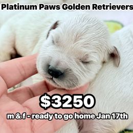 6th Pick Female - Light golden female Golden Retriever puppy in Sarasota, Florida from Platinum Paws Puppies