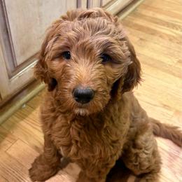Jasmine - Red  female Goldendoodle puppy in Indiana, Pennsylvania from Kathy's Doodles