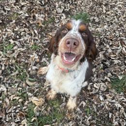 Huk - English Springer Spaniel