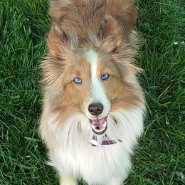 Secret - Shetland Sheepdog