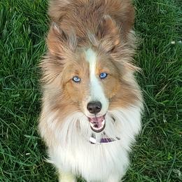 Secret - Shetland Sheepdog