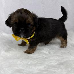 Rolo - Chocolate male Shih Tzu puppy in Columbia, Kentucky from Lisa Bandy Luxe Shih Tzu