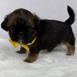 Rolo - Chocolate male Shih Tzu puppy in Columbia, Kentucky from Lisa Bandy Luxe Shih Tzu