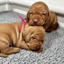 Girl 1 - Golden rust female Vizsla puppy in California from True Heritage Vizsla kennel